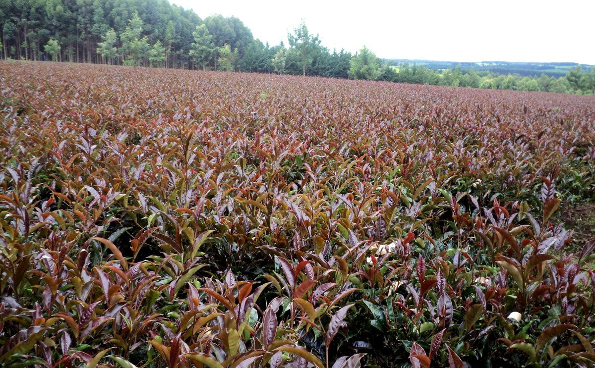 shoppe hours<br><br>Fridays, 1 - 4 pm<br><br>Saturdays, 10  am - 4 pm